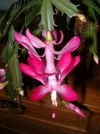 Plancia ëd Schlumbergera truncata (Haw.) Moran