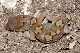 Image of Robust Striped Gecko