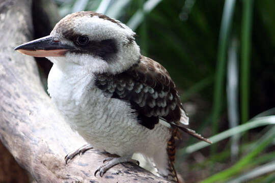 Image of Kookaburra