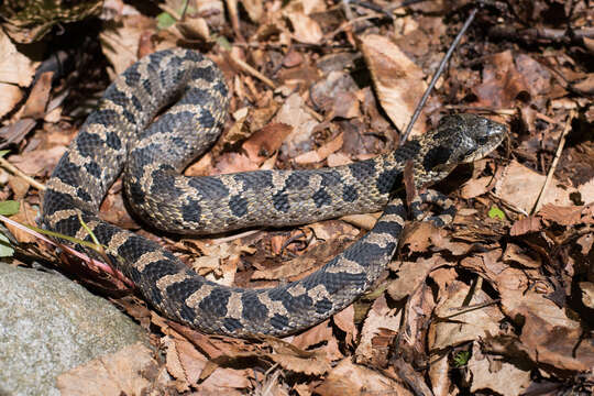 Image of North American Hog-nosed Snakes