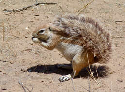 Imagem de Xerus subgen. Geosciurus Smith 1834