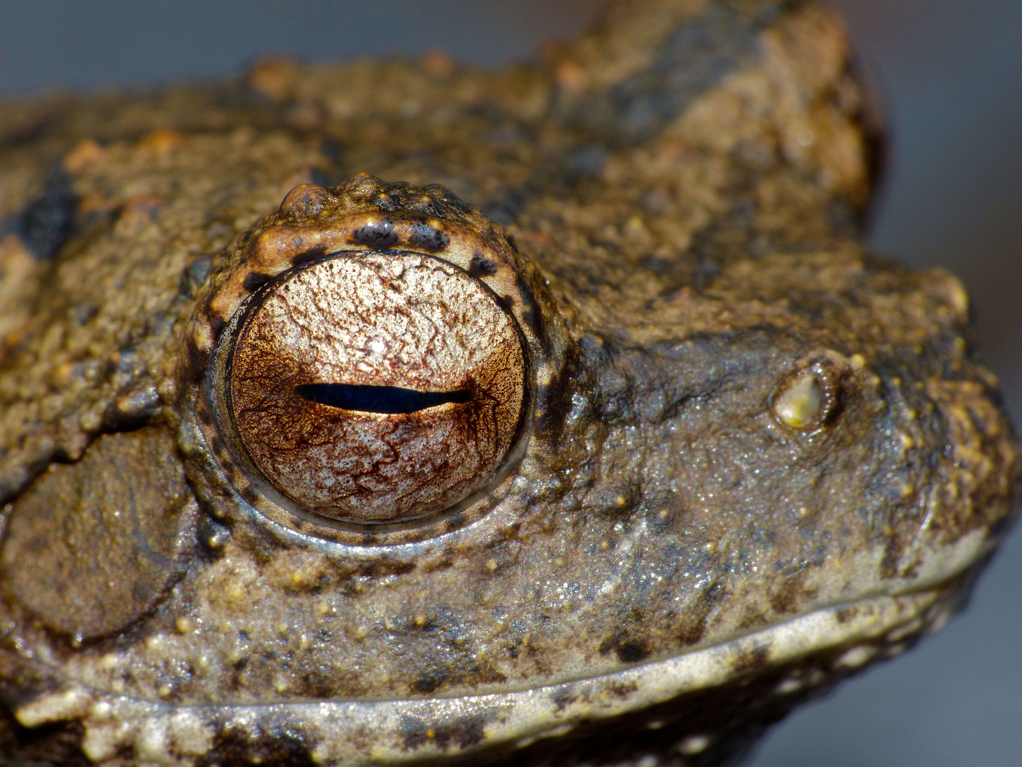 Image of Grey Foam-nest Treefrog