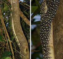 Image of monitor lizards