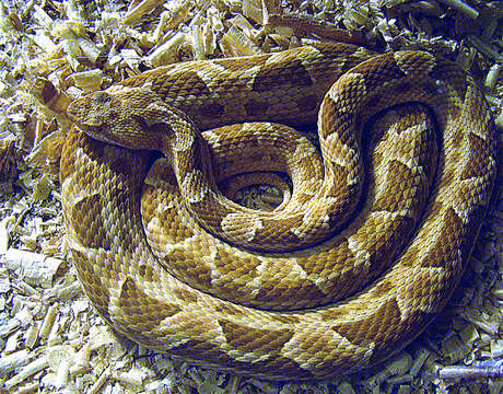 Image of Forest Vipers