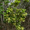 Image of Broadleaf Blolly