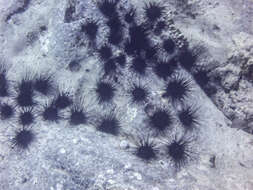 Image of sea urchins