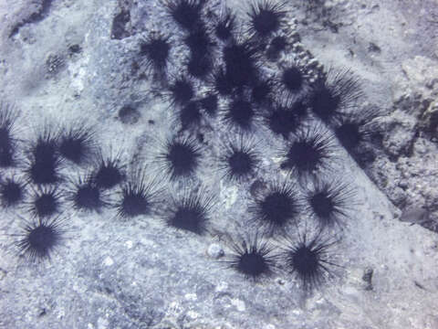 Image of Acroechinoidea Smith 1981