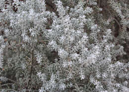 Image of Maireana sedifolia (F. Müll.) P. G. Wilson