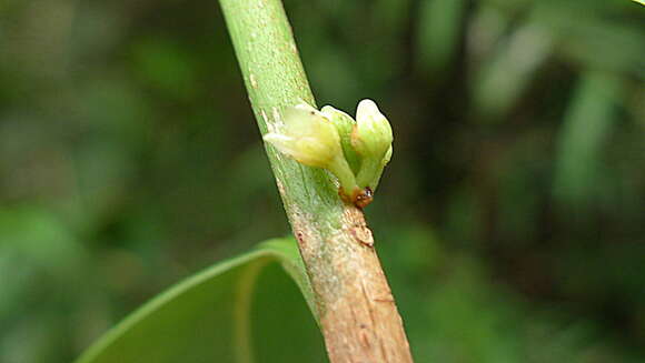 Image of Chrysophyllum lucentifolium Cronquist