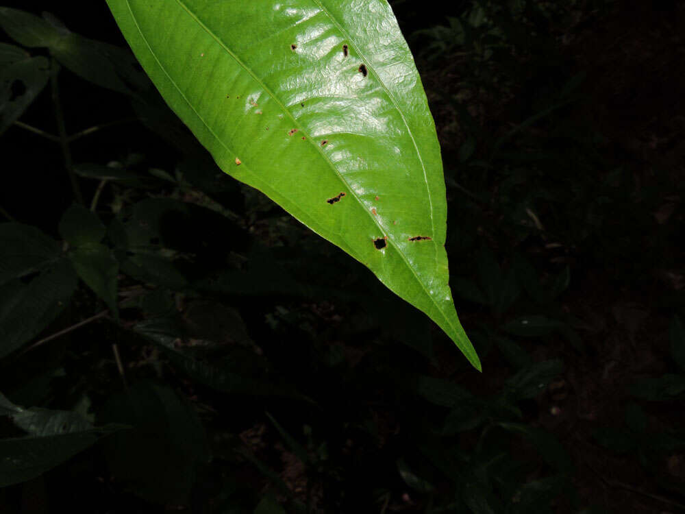 Image of Calliandra grandifolia P. H. Allen