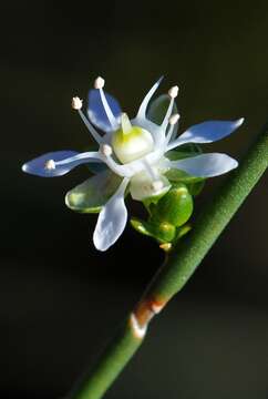 Sivun Macarthuriaceae kuva