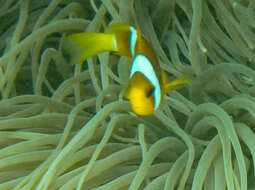 Image of Clark's anemonefish