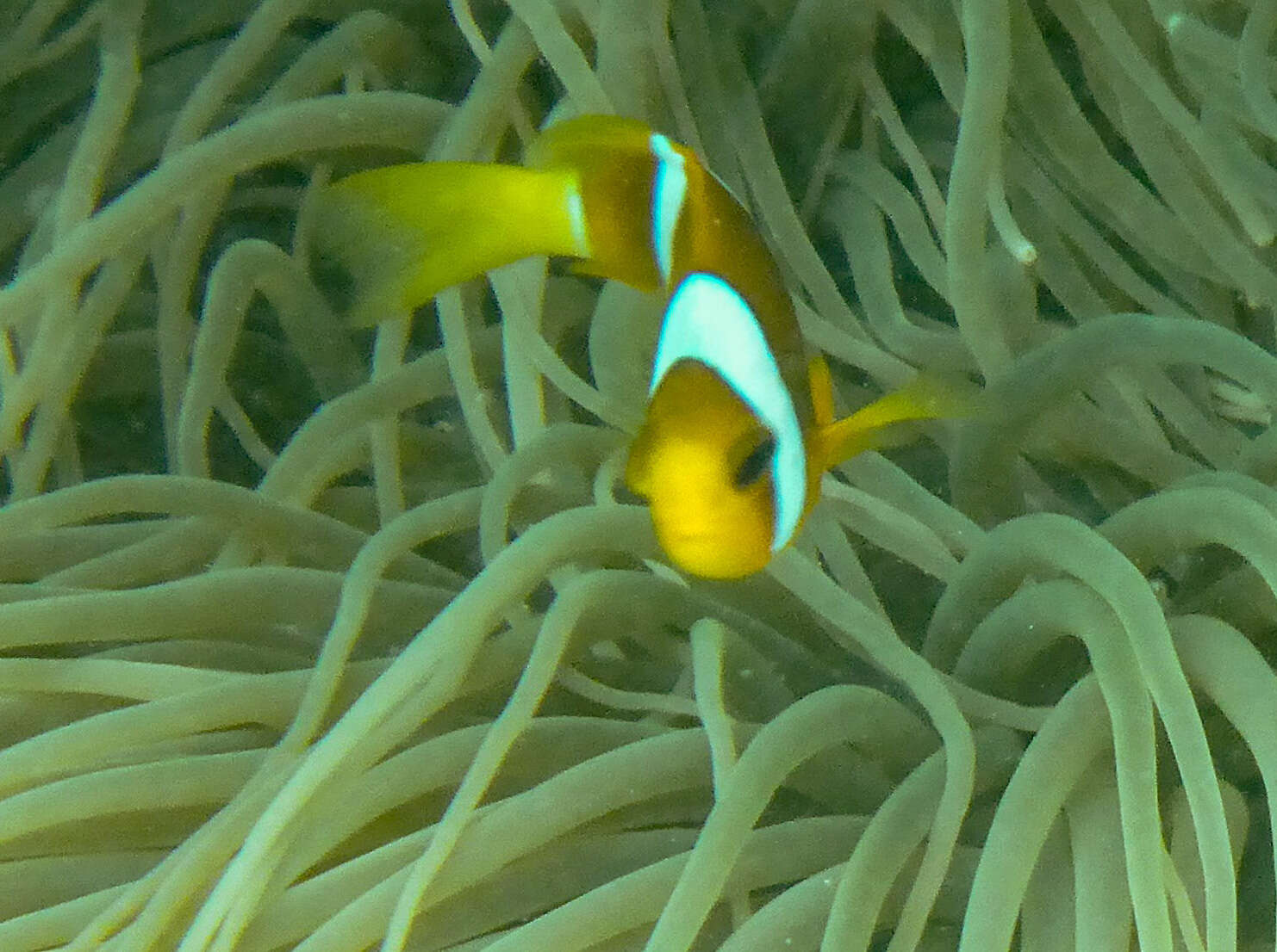 Image of Amphiprion