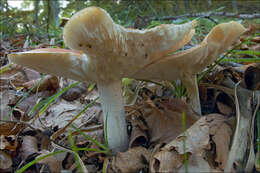 Image of Leucopaxillus