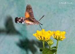 Слика од Macroglossum Scopoli 1777