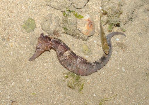 Image of Common seahorse