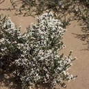 Image of Alpine Daisy-bush