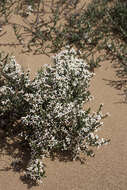 Image of Alpine Daisy-bush
