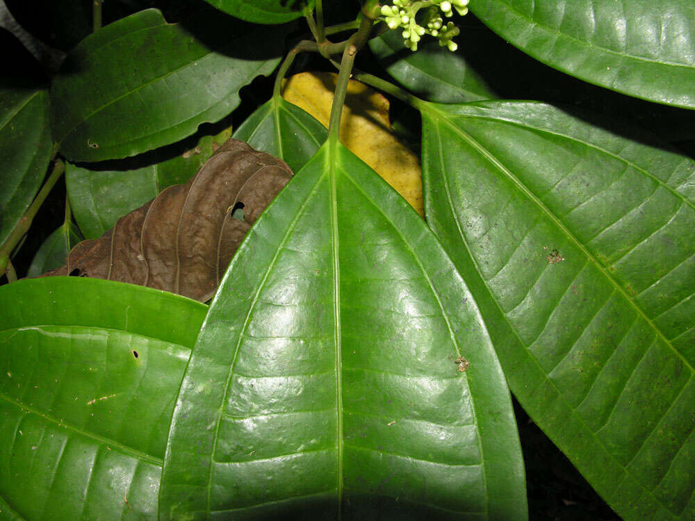 Image of Miconia hondurensis Donn. Sm.