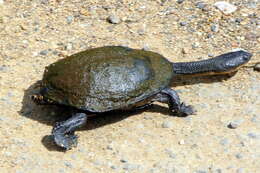 Image of Siebenrock’s Snake-necked Turtle; oblonga