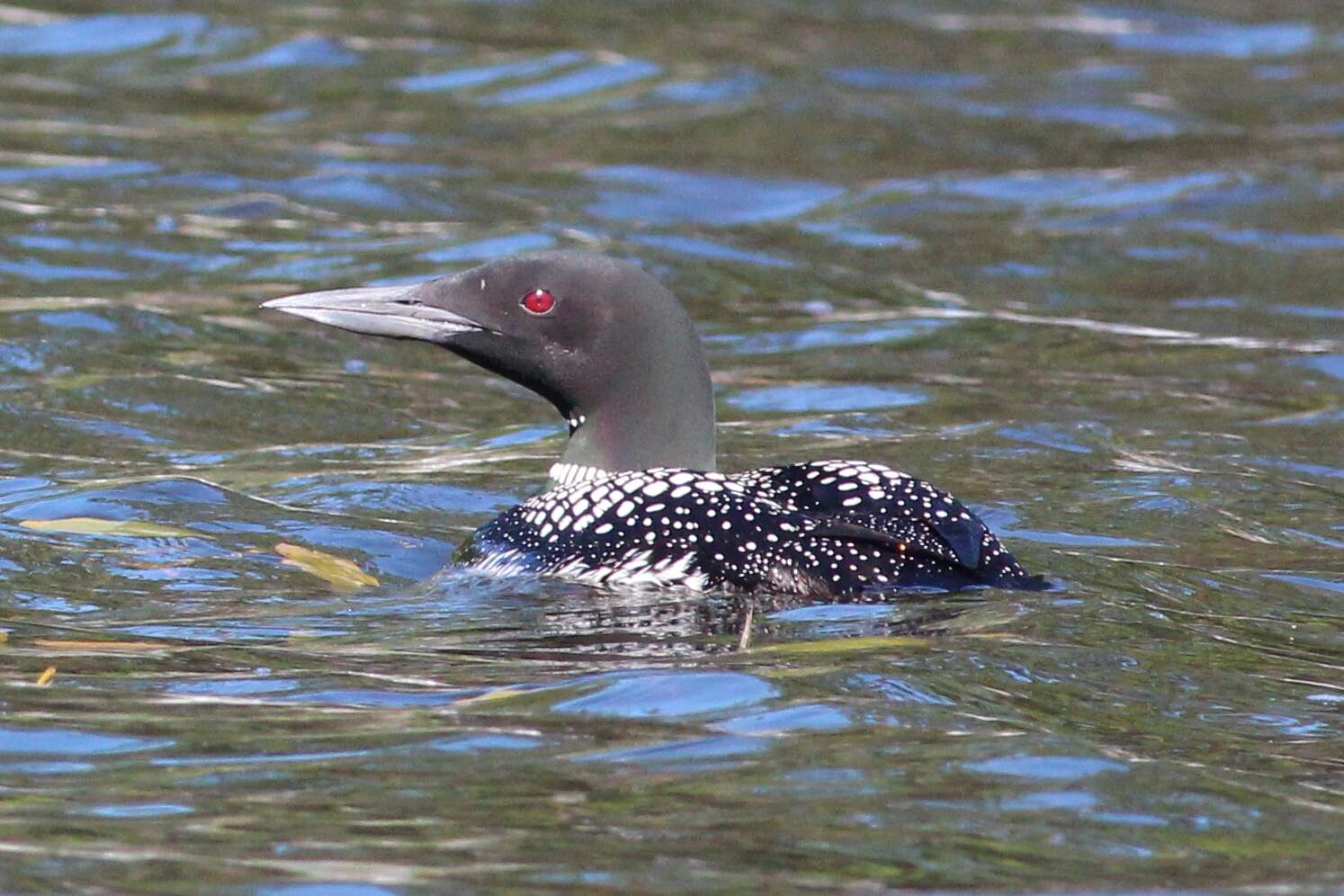 Image of loons