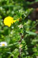 Image of European gooseberry