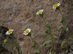 Image of rockdaisy