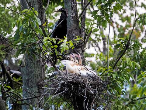 Image de Anhinga d'Amérique