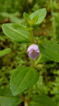 Image of Acisanthera hedyotidea (C. Presl) Triana