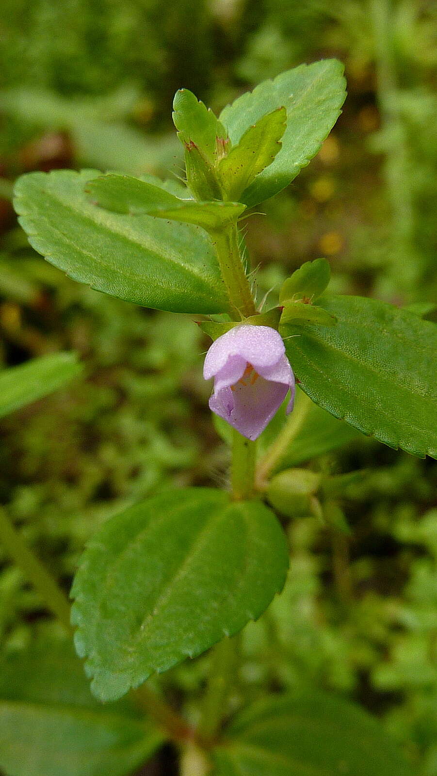 Imagem de Acisanthera hedyotidea (C. Presl) Triana