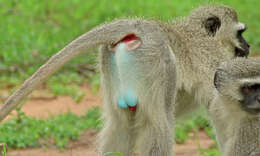 Image of Vervet Monkey