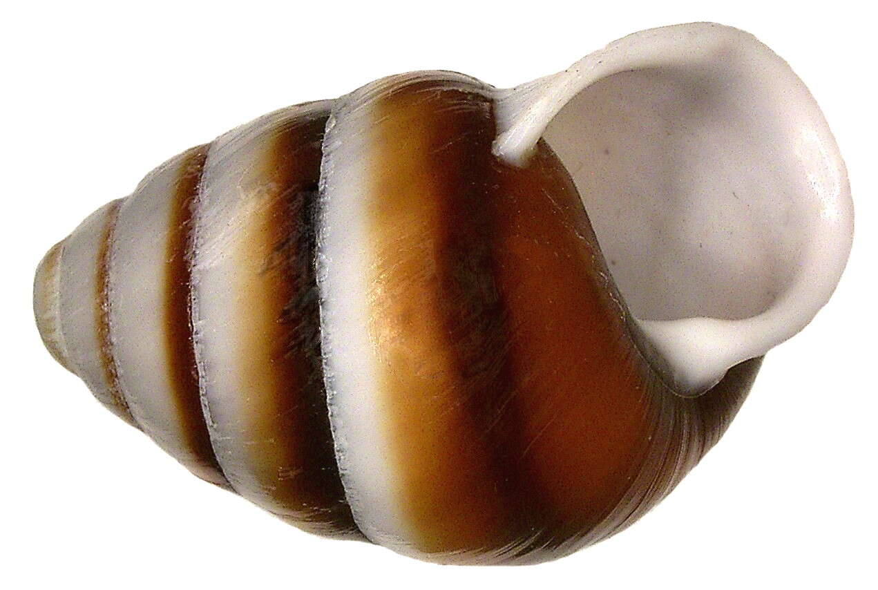 Image of Bradybaenidae