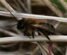 Image of Mining Bees