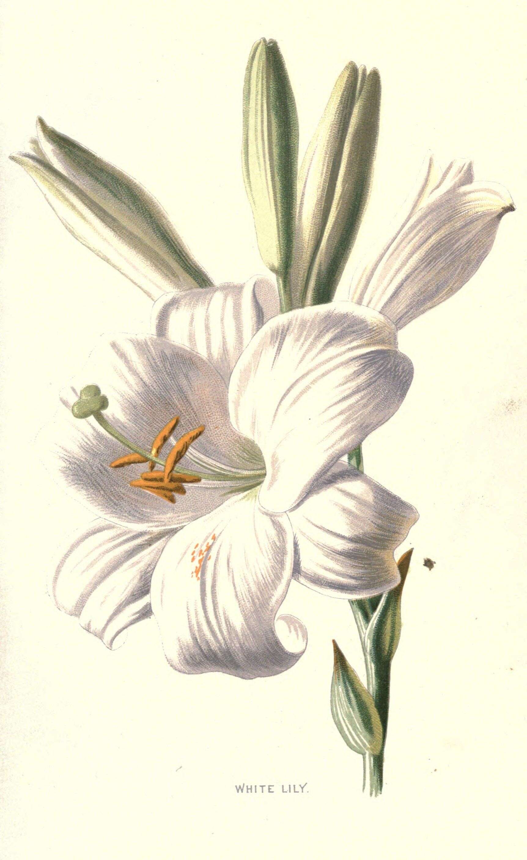 Image of lily