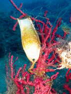 Image of Spotted cat sharks