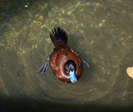 Слика од Oxyura australis Gould 1837