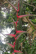 Image of Heliconia chartacea Lane ex Barreiros