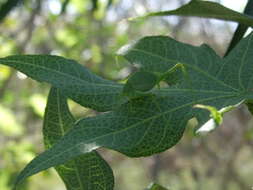 Image of Round-headed Katydids