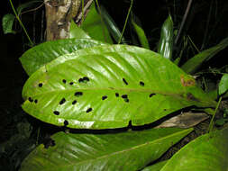 Image of Anthurium hacumense Engl.