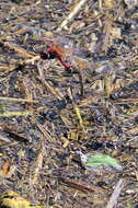 Image of Red-veined Darter