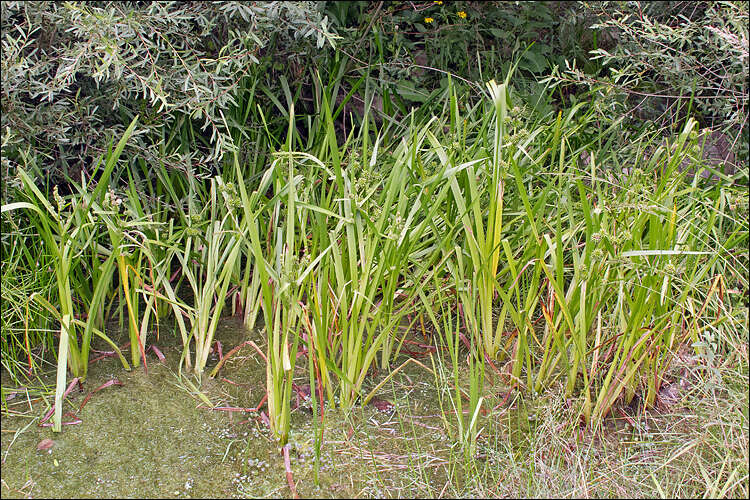 Image of Sparganium erectum subsp. neglectum (Beeby) K. Richt.