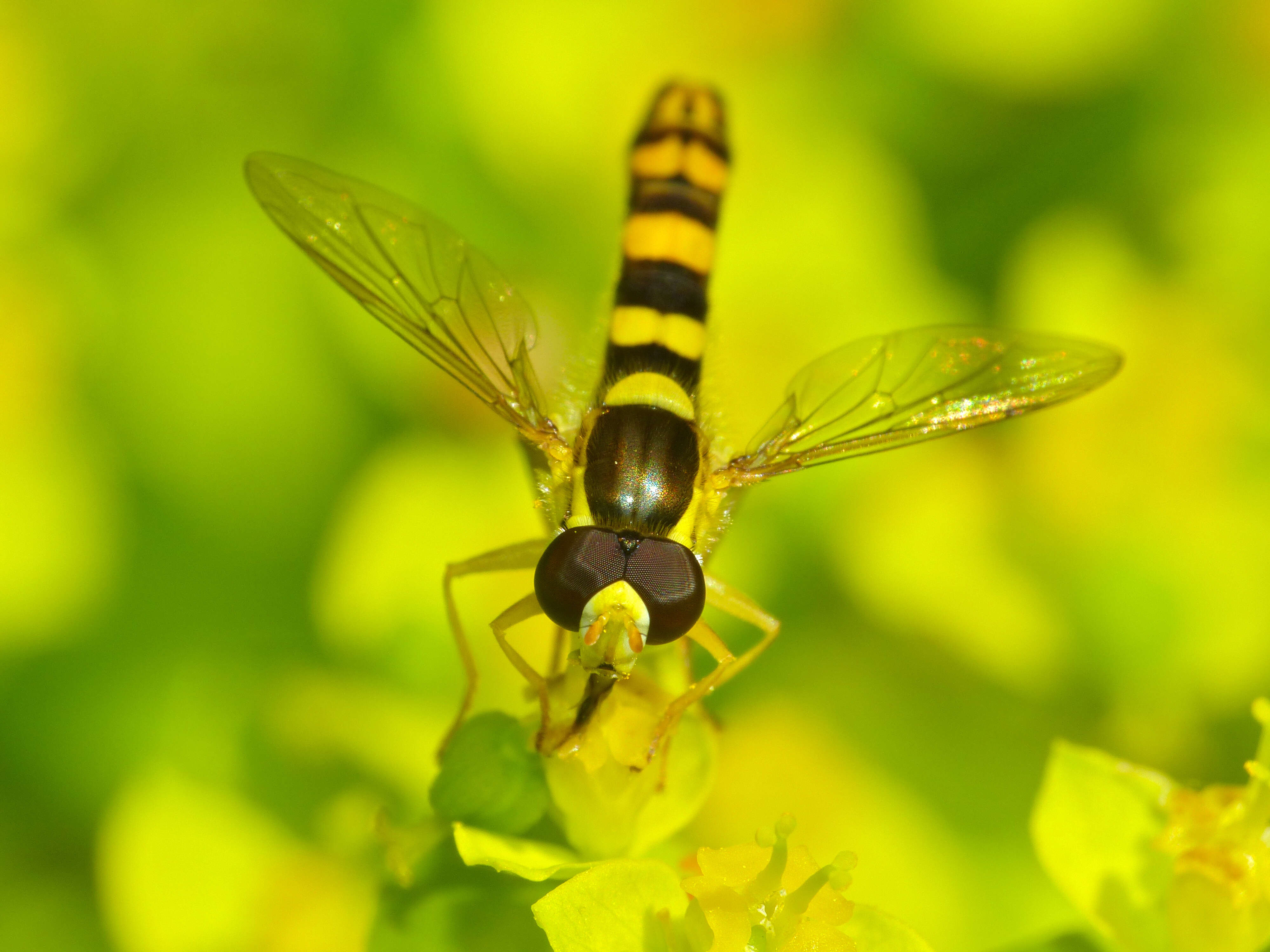 Image of Sphaerophoria scripta (Linnaeus 1758)