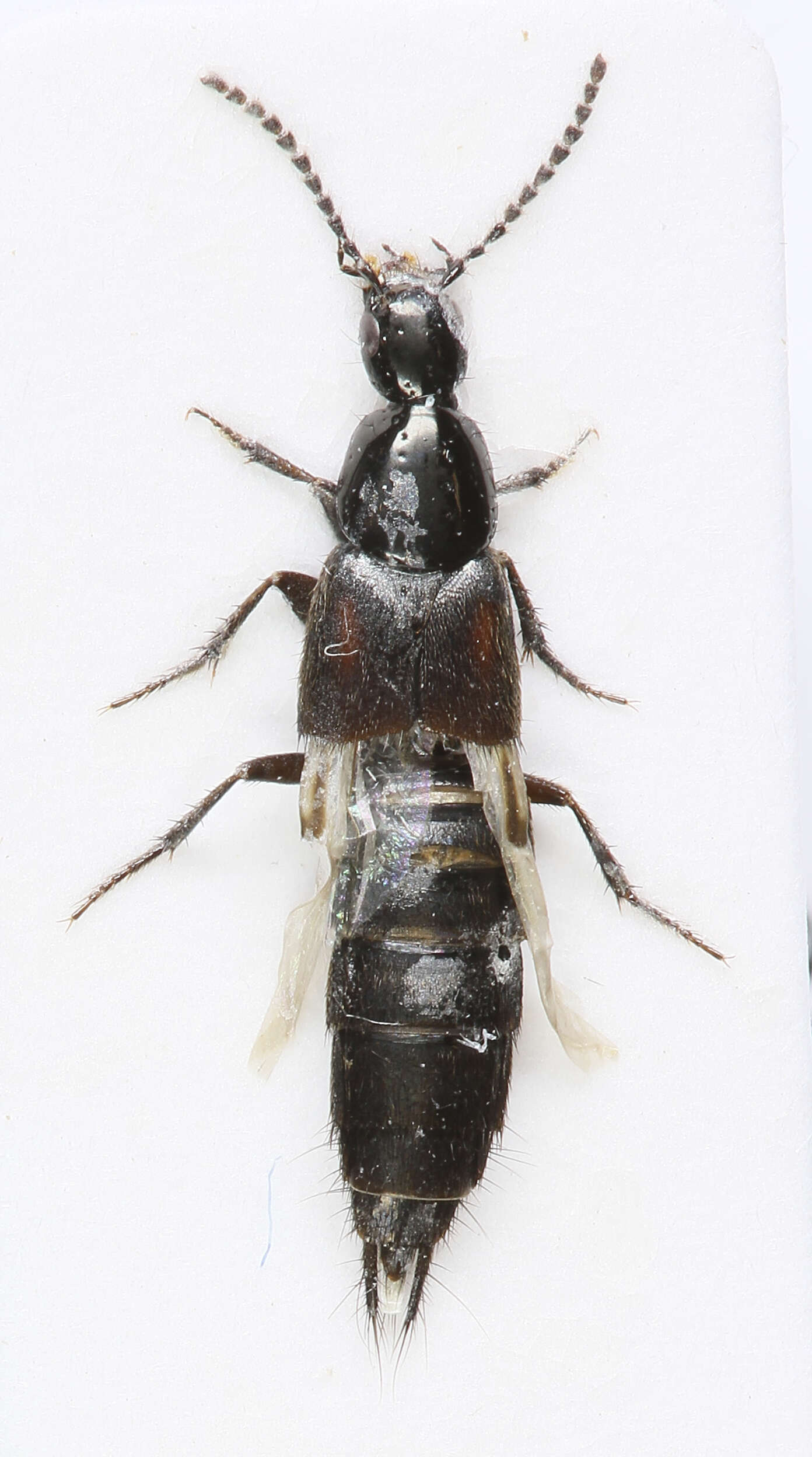 Philonthus (Philonthus) cruentatus (Gmelin 1790) resmi