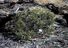 Image of Dusky Daisy-bush