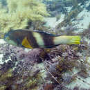 Image of Blue-throated parrotfish