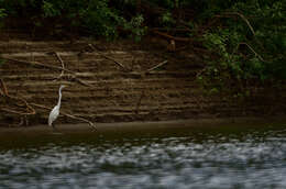 Image of Great Egret