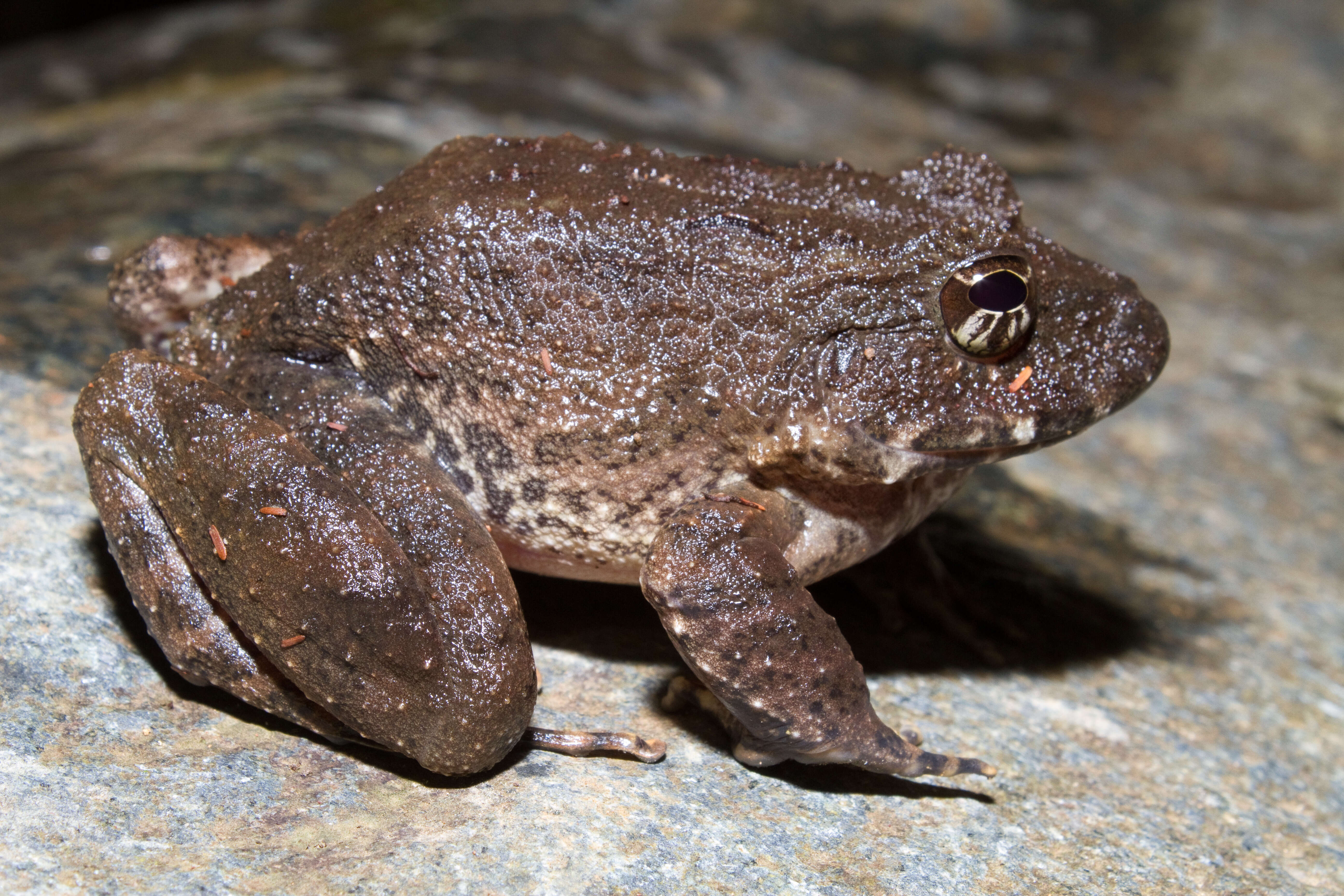 Image of Robber Frogs