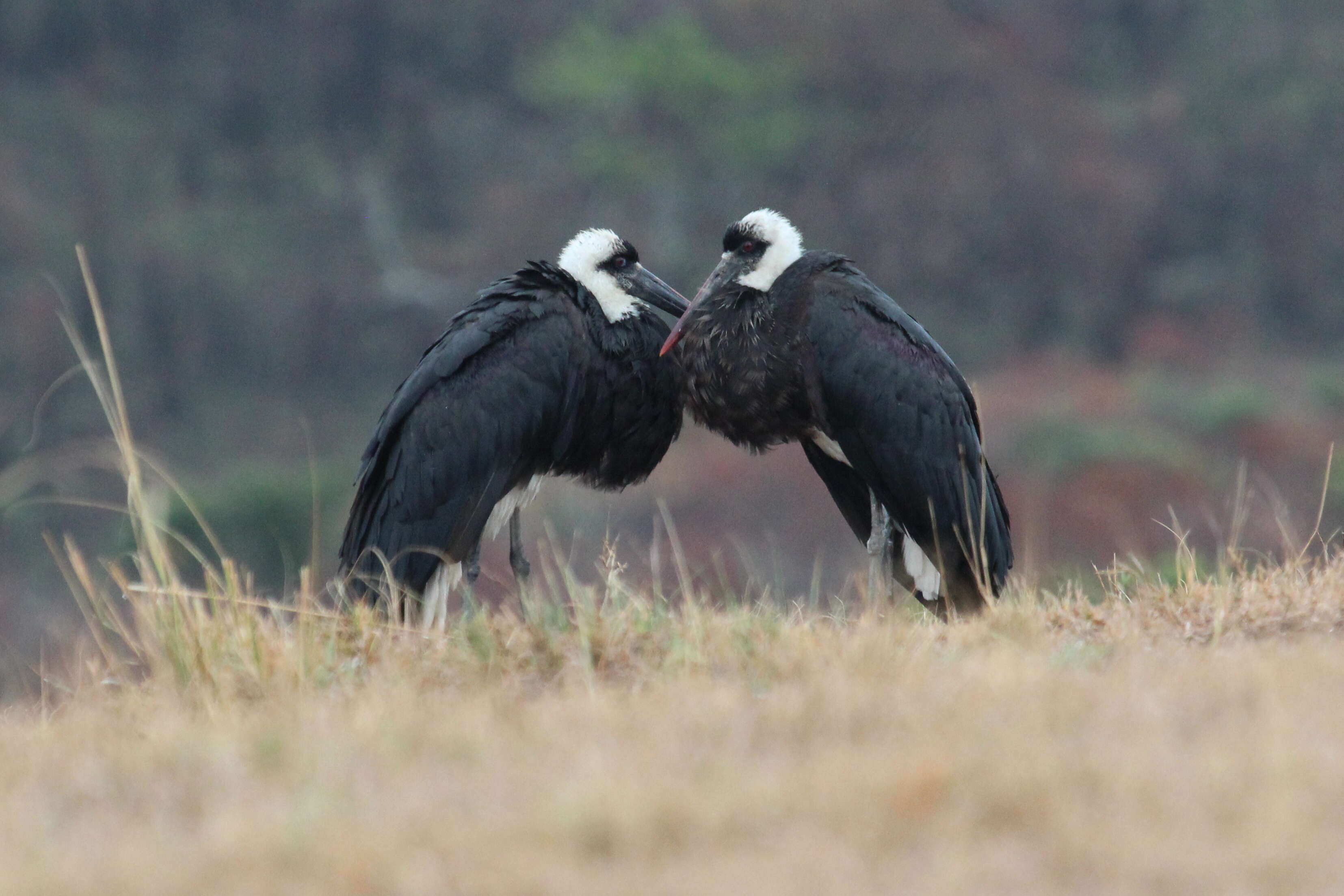 Image of Asian Woolly-necked Stork