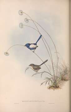 Image of White-winged Fairywren