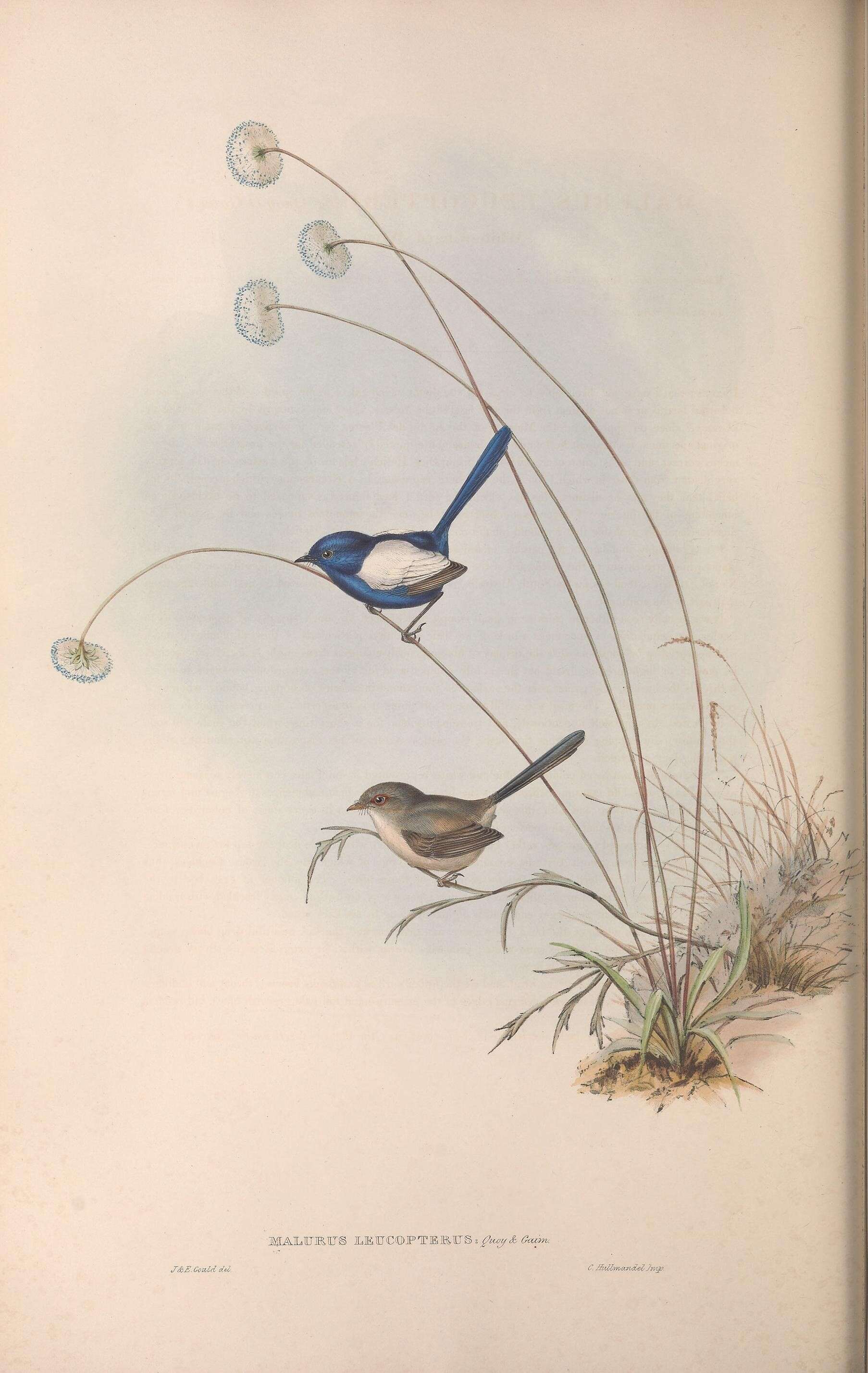 Image of White-winged Fairy-wren